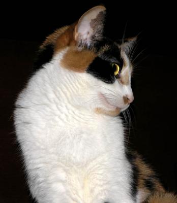 Gracie