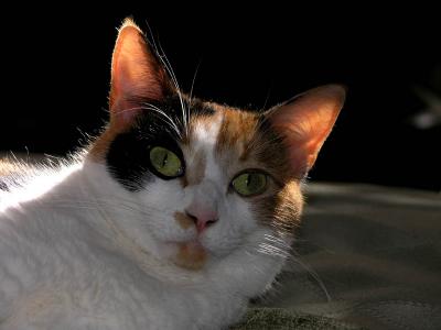 Gracie