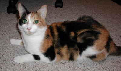 Gracie