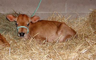 Calf at the Fair
