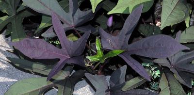 PurpleFoliage