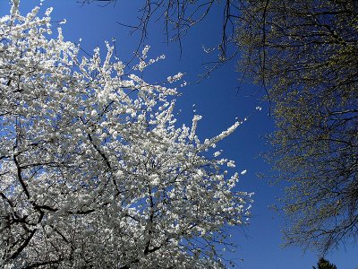 Cherry Blossoms