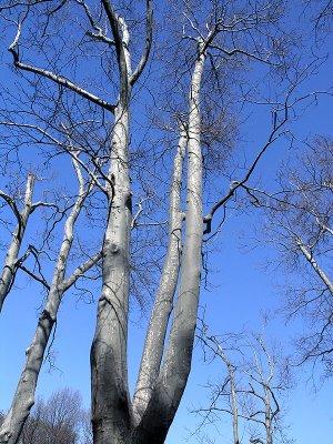 Trees