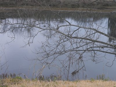Limb over Water-RAW in RSE