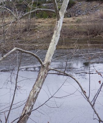Leaning Tree-RAW in ACR