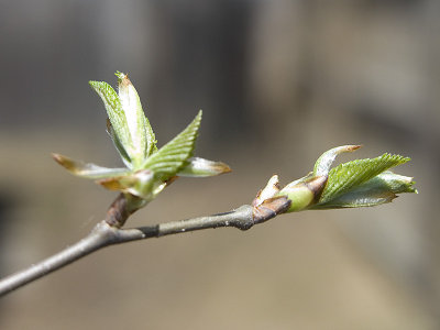 Elm Bud