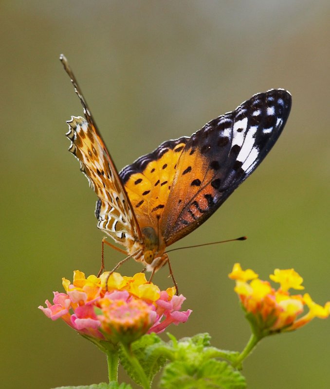 Indian Fritillary (female) 斐豹蛺蝶（雌）Argyreus hyperbius