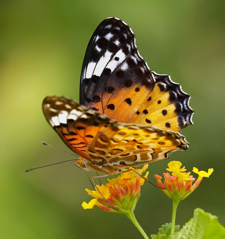 Indian Fritillary (female) 斐豹蛺蝶（雌）Argyreus hyperbius
