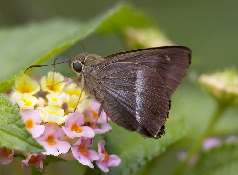 Plain-banded Awl 黃裳腫脈弄蝶 Hasor vitta