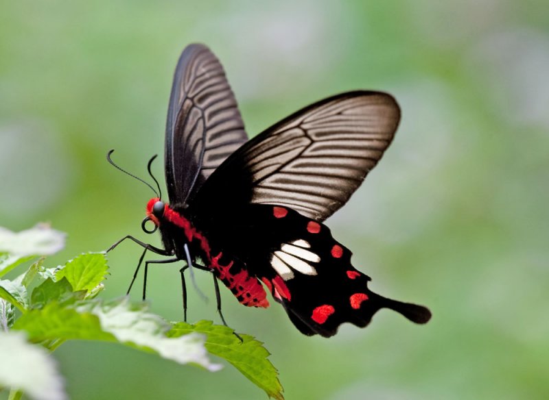 Common Rose 紅珠鳳蝶Pachliopta Aristolochiae