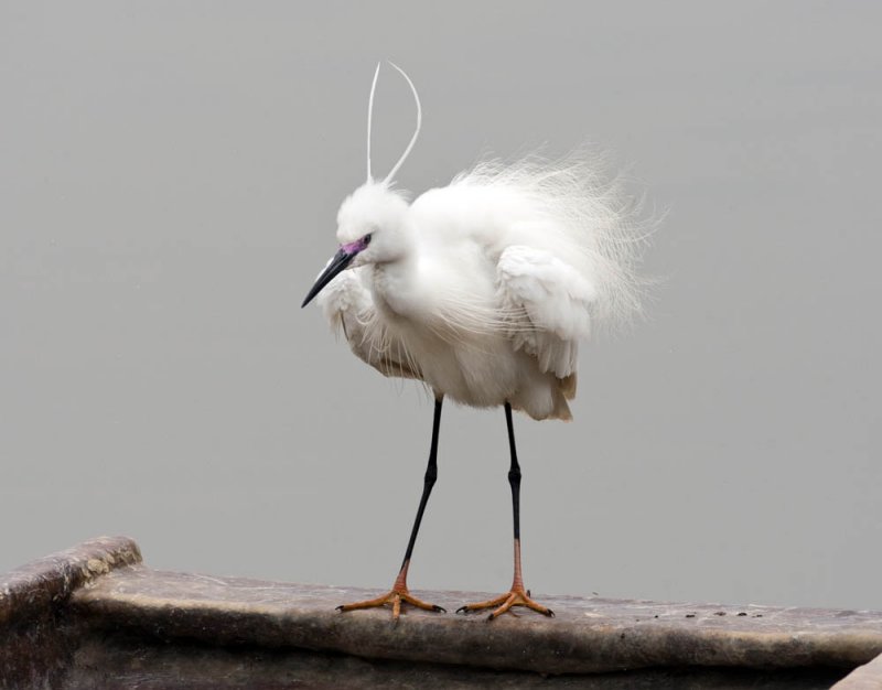 Little Egret 小白鷺