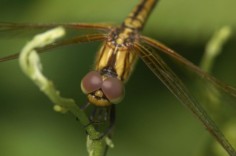 Crimson Dropwing 曉褐蜻 Trithemis aurora