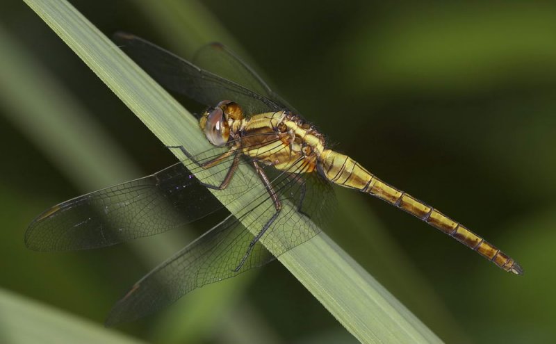 Crimson Dropwing 曉褐蜻 Trithemis aurora