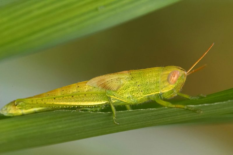 Large Green Grasshopper 棉蝗 Chondracris rosea