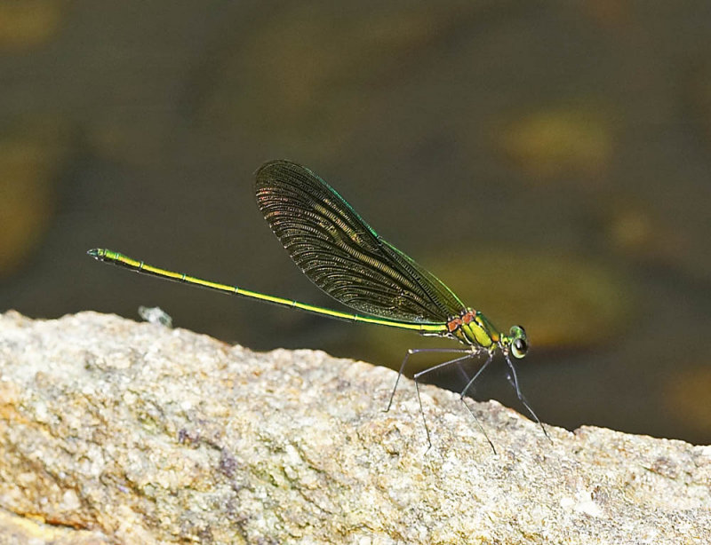 Chinese Greenwing 華艶色蟌 Neurobasis chinensis