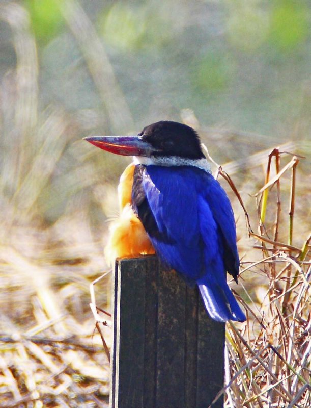 Black-capped Kingfisher 藍翡翠