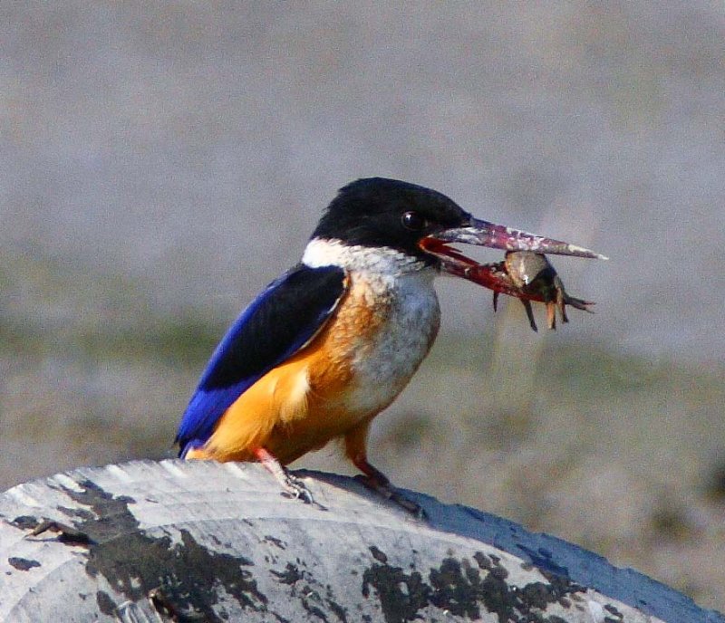 Black-capped Kingfisher 藍翡翠
