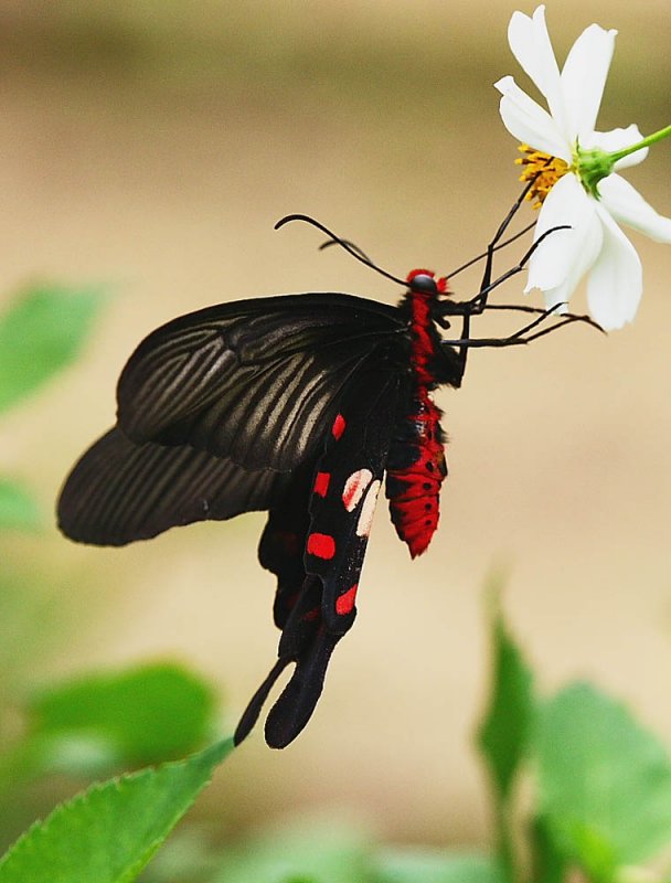 Common Rose 紅珠鳳蝶Pachliopta Aristolochiae