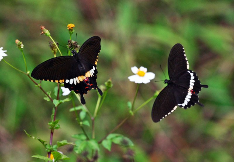 Common Mormon 玉帶鳳蝶 Papilio Polytes (Form mandane)
