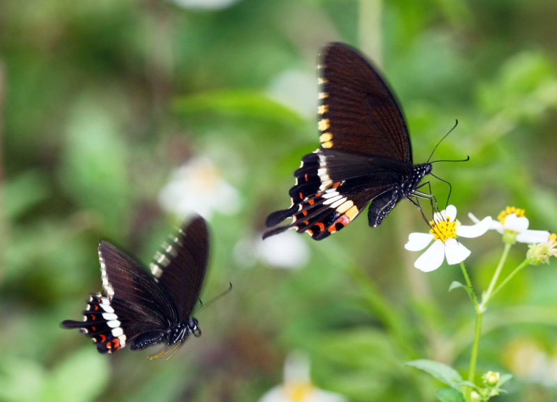 Common Mormon 玉帶鳳蝶 Papilio Polytes (Form mandane)