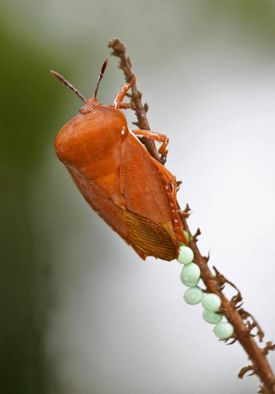 Litchi Stink Bug 荔枝椿象