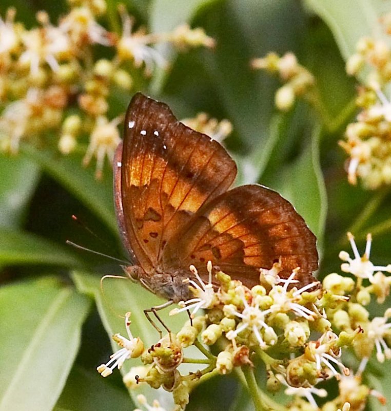 Black Prince (female) 羅蛺蝶（雌）Rohana parisatis