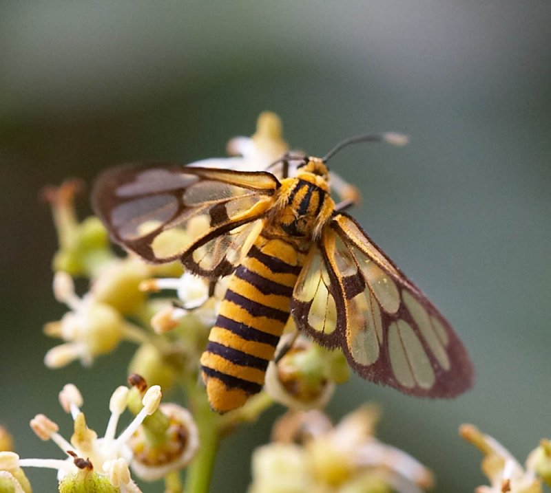 Grotes Wasp Moth 黃體鹿蛾 Amata grotei