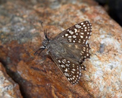 Spotted Angle 白彩弄蝶 Caprona alida
