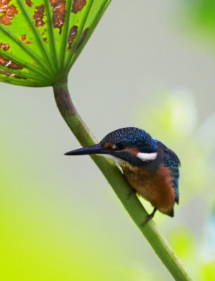 Common Kingfisher 普通翠鳥