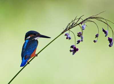 Common Kingfisher 普通翠鳥