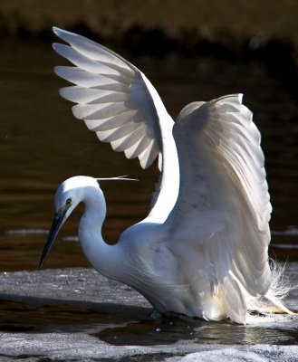 Little Egret 小白鷺