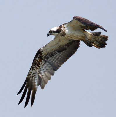 Osprey 魚鷹