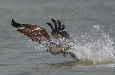 Osprey catching fish #1