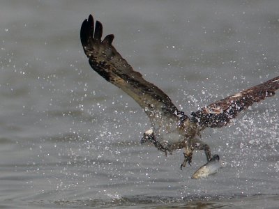 Osprey catching fish #2