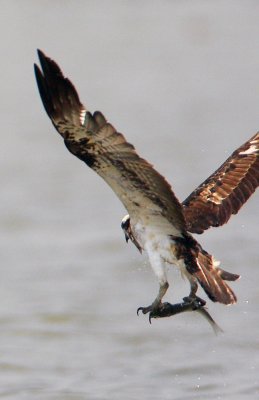 Osprey catching fish #4