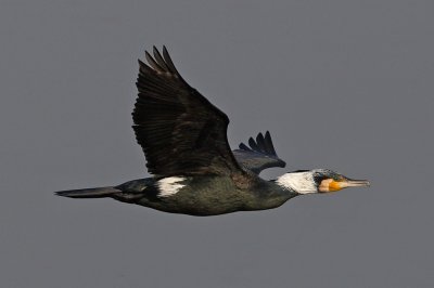 Cormorant (breeding plumage)