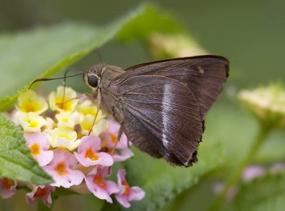 Plain-banded Awl 黃裳腫脈弄蝶 Hasor vitta