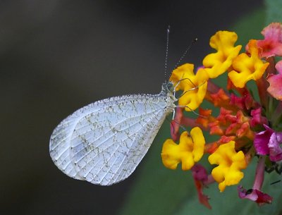 Psyche 纖粉蝶 Leptosia nina