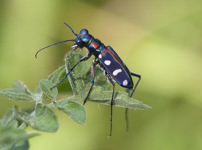 Blue-spotted Tiger Beetle 黃斑虎甲