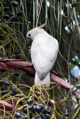 Yellow-Crested Cockatoo 小葵花鳳頭鸚鵡