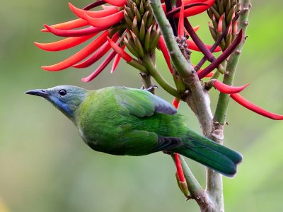 橙腹葉鵯 (Orange-bellied Leafbird)