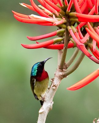 叉尾太陽鳥 (Fork-tailed Sunbird)