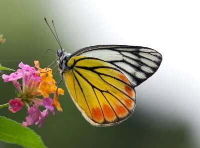 Painted Jezebel (Male) 優越斑粉蝶 Delias hyparete