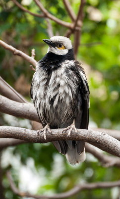 Black-collared Starling 黑領椋鳥