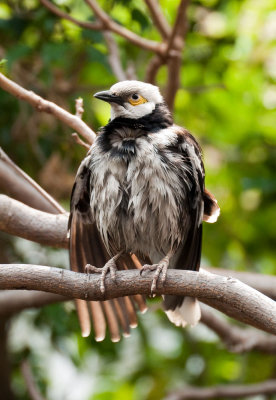 Black-collared Starling 黑領椋鳥