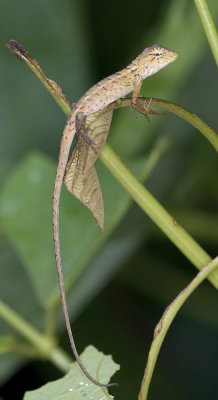 Lizard 變色樹蜥 Calotes vesicolor 