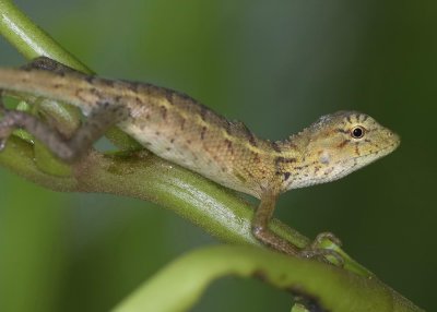 Lizard 變色樹蜥 Calotes vesicolor 