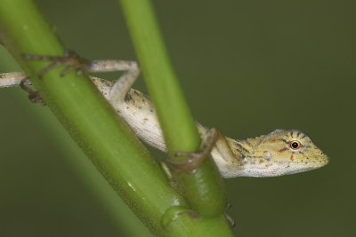 Lizard 變色樹蜥 Calotes vesicolor 