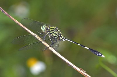 Green Skimmer 狹腹灰蜻 Orthetrum Sabina 