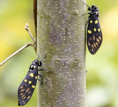 Spotted Black Cicada 黃點斑蟬 (黑蟬）